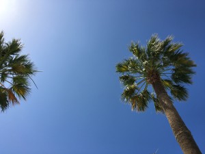 IMG_3910