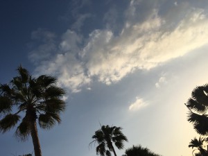 IMG_3917