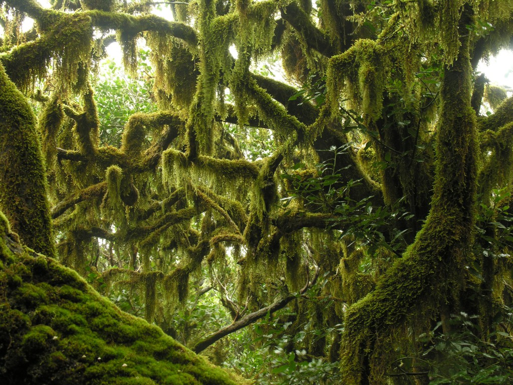 Paque nacional de Garajonay_neu