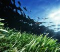 Posidonia, Formentera