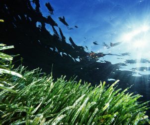 Posidonia, Formentera