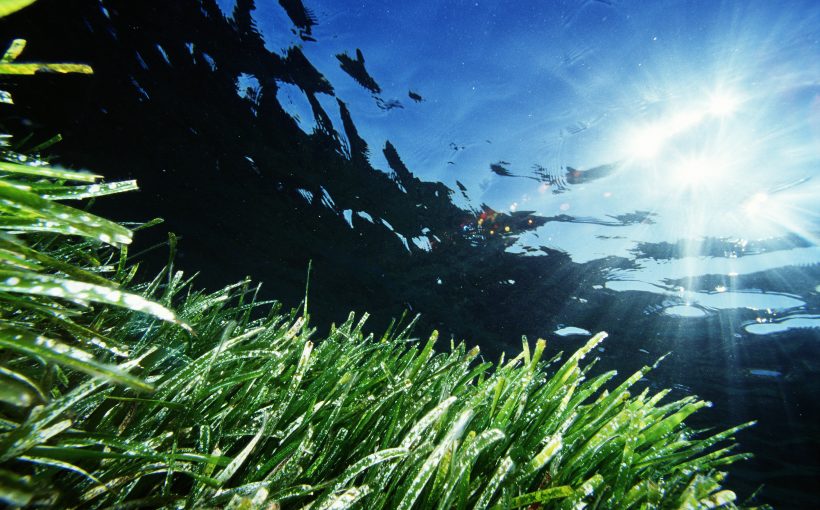 Posidonia, Formentera