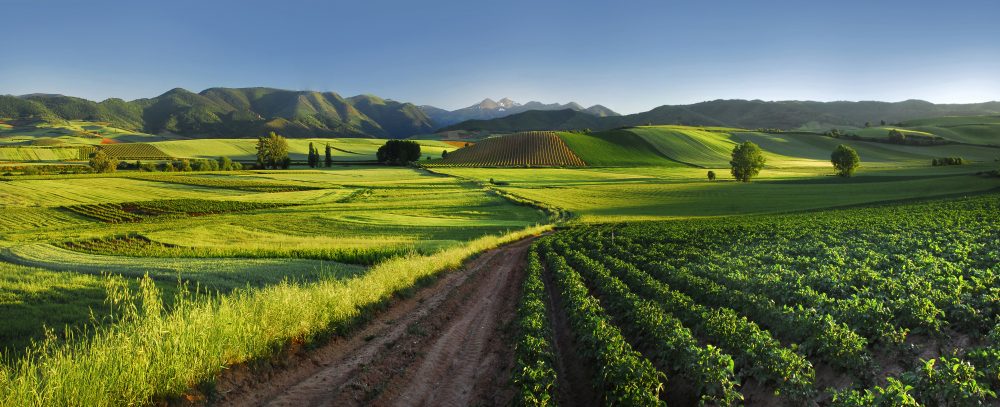 Landschaft Weinberge